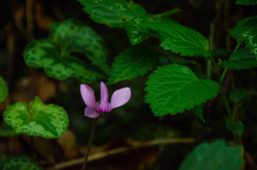 118 - Val Borago