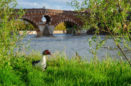 Ponte Pietra